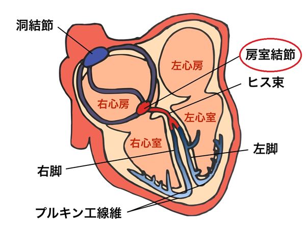 心臓の各部位の構造 房室結節 ヒス 脚 プルキンエ 心室 心臓と不整脈